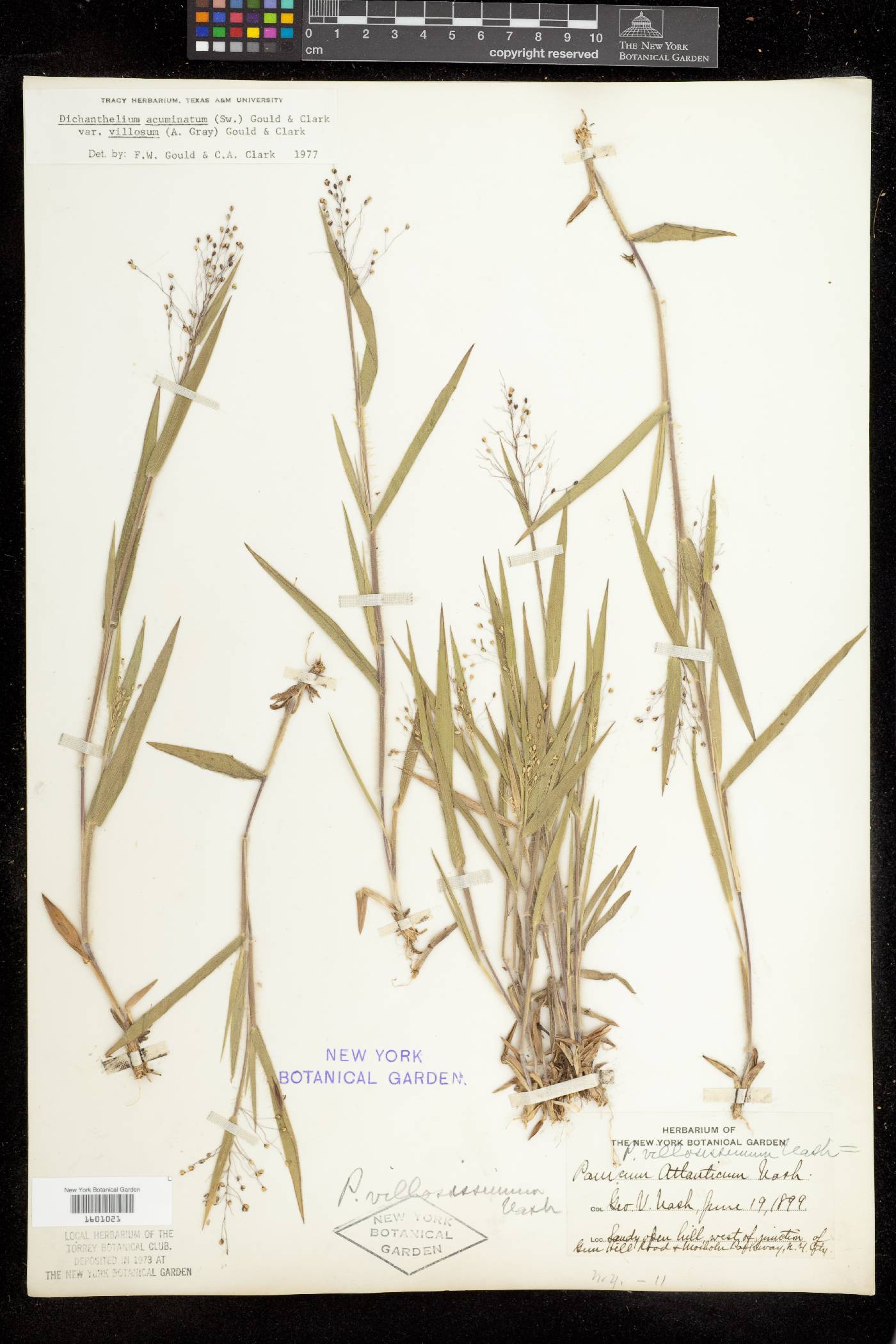 Dichanthelium acuminatum subsp. acuminatum image