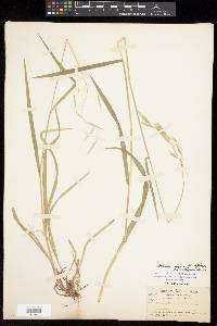 Bromus vulgaris image