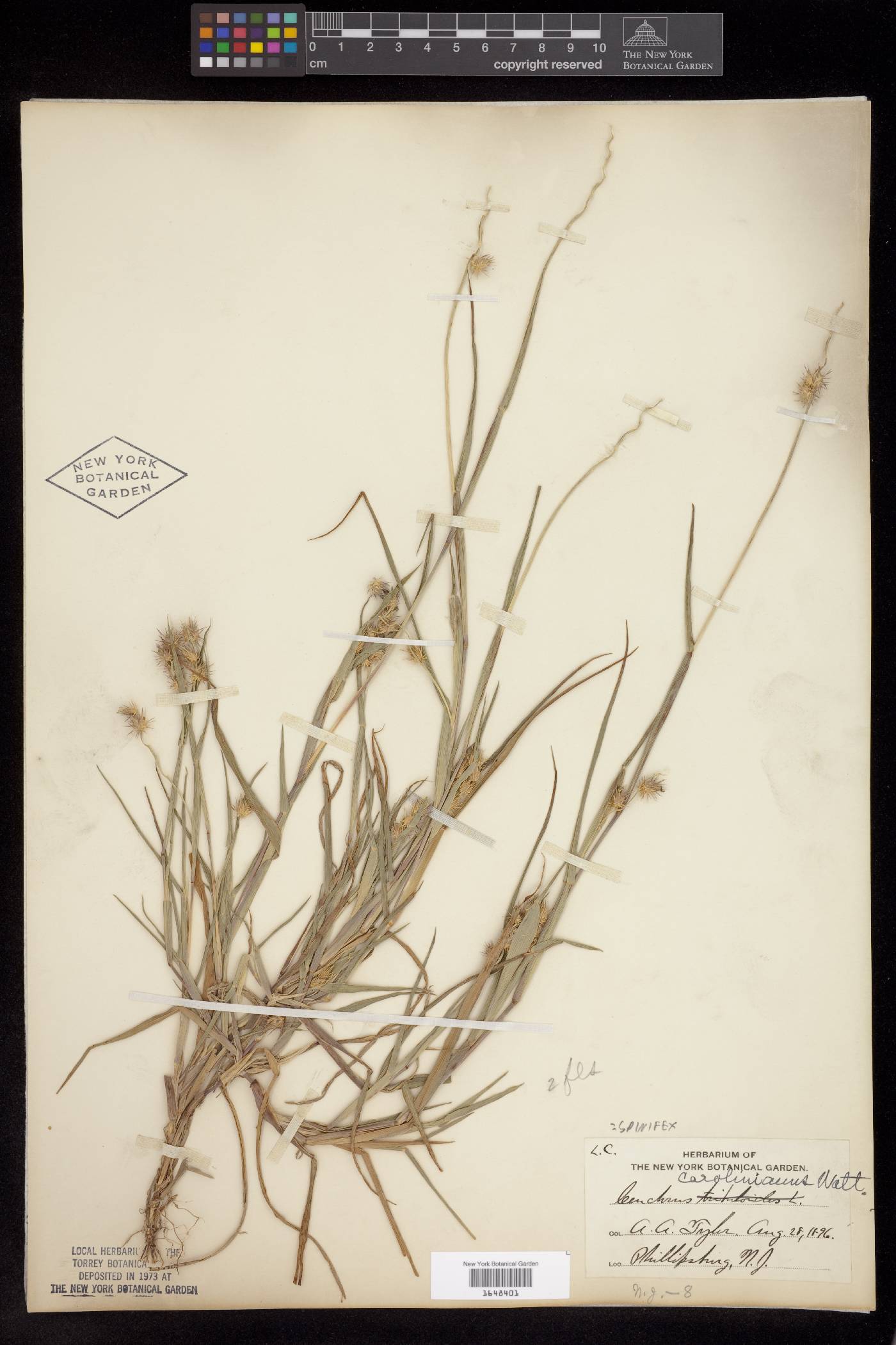 Cenchrus latifolius image