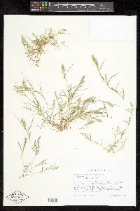 Eragrostis hypnoides image