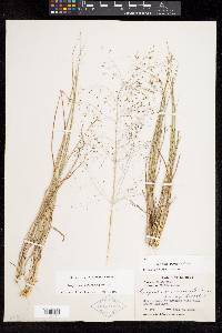 Eragrostis intermedia image