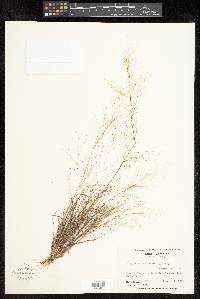 Eragrostis capillaris image