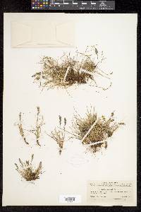 Festuca brachyphylla image