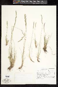 Festuca idahoensis image