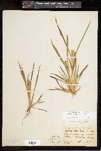 Echinochloa muricata var. microstachya image