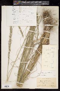 Muhlenbergia distichophylla image