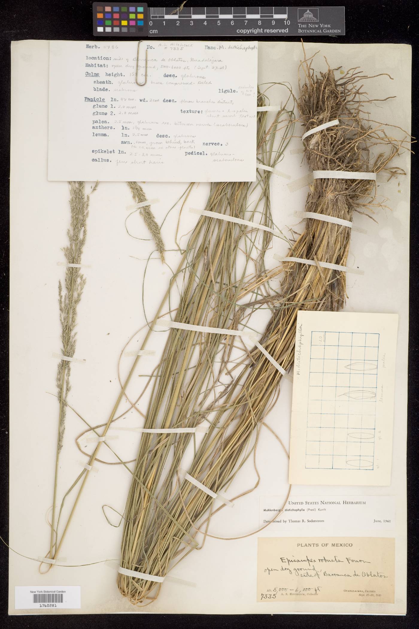 Muhlenbergia distichophylla image