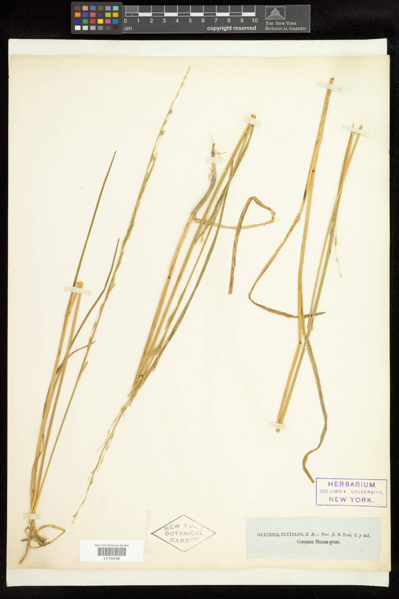 Glyceria fluitans image