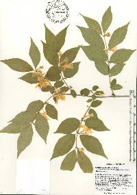 Lonicera maackii image