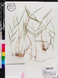 Panicum repens image