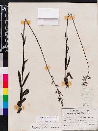 Buchnera floridana image
