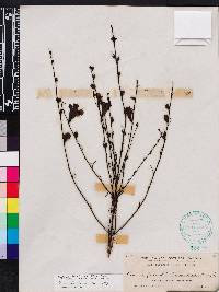 Agalinis fasciculata image