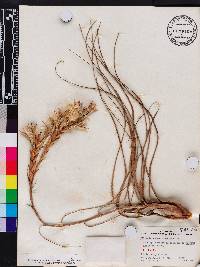Tillandsia balbisiana image