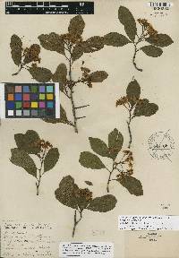 Crataegus crus-galli crus-galli image