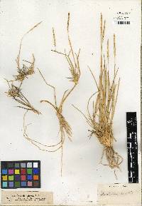 Sporobolus spicatus image