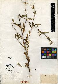 Sida rubromarginata image
