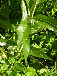 Amsonia illustris image