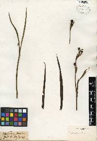 Sisyrinchium striatum image