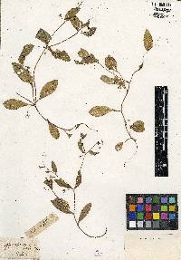 Myosotis sparsiflora image