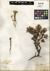 Media resource of Verticordia plumosa
