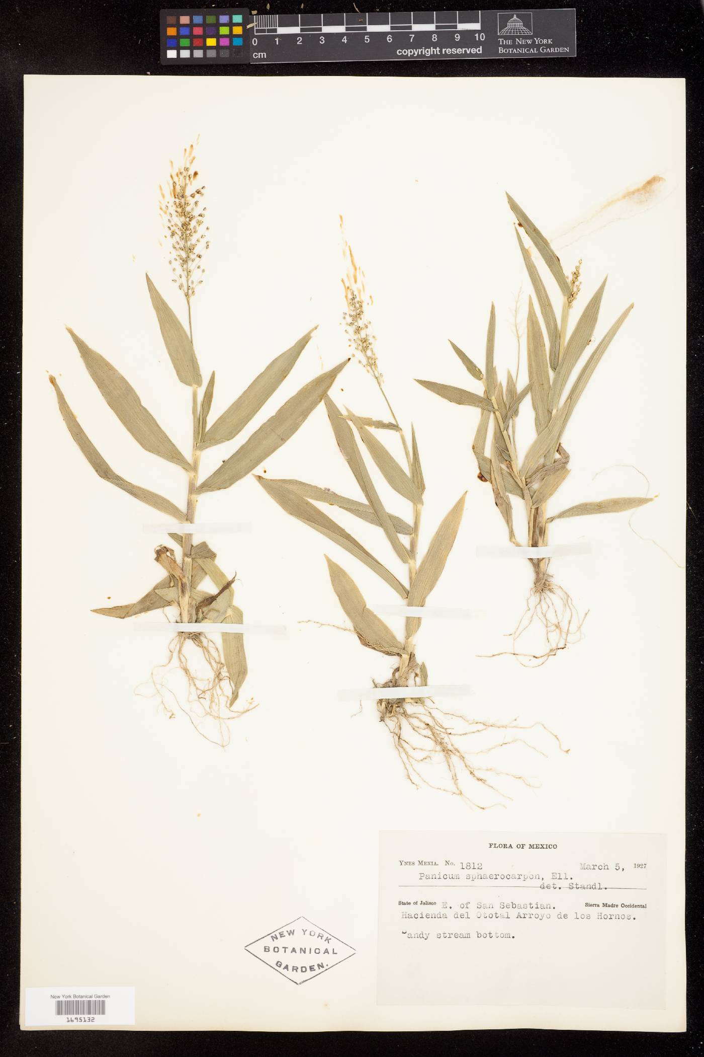 Panicum sphaerocarpon image