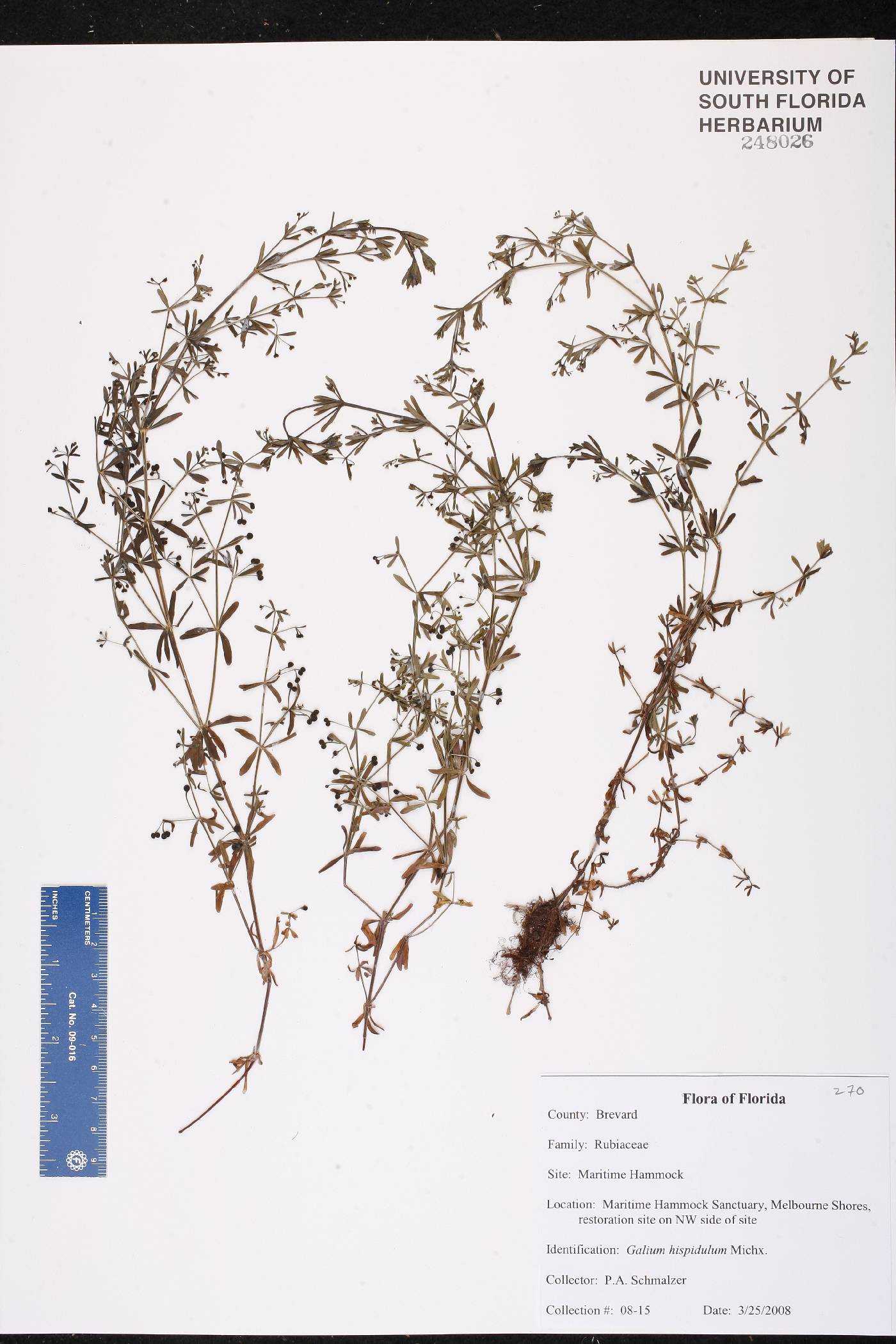 Galium circaezans var. circaezans image