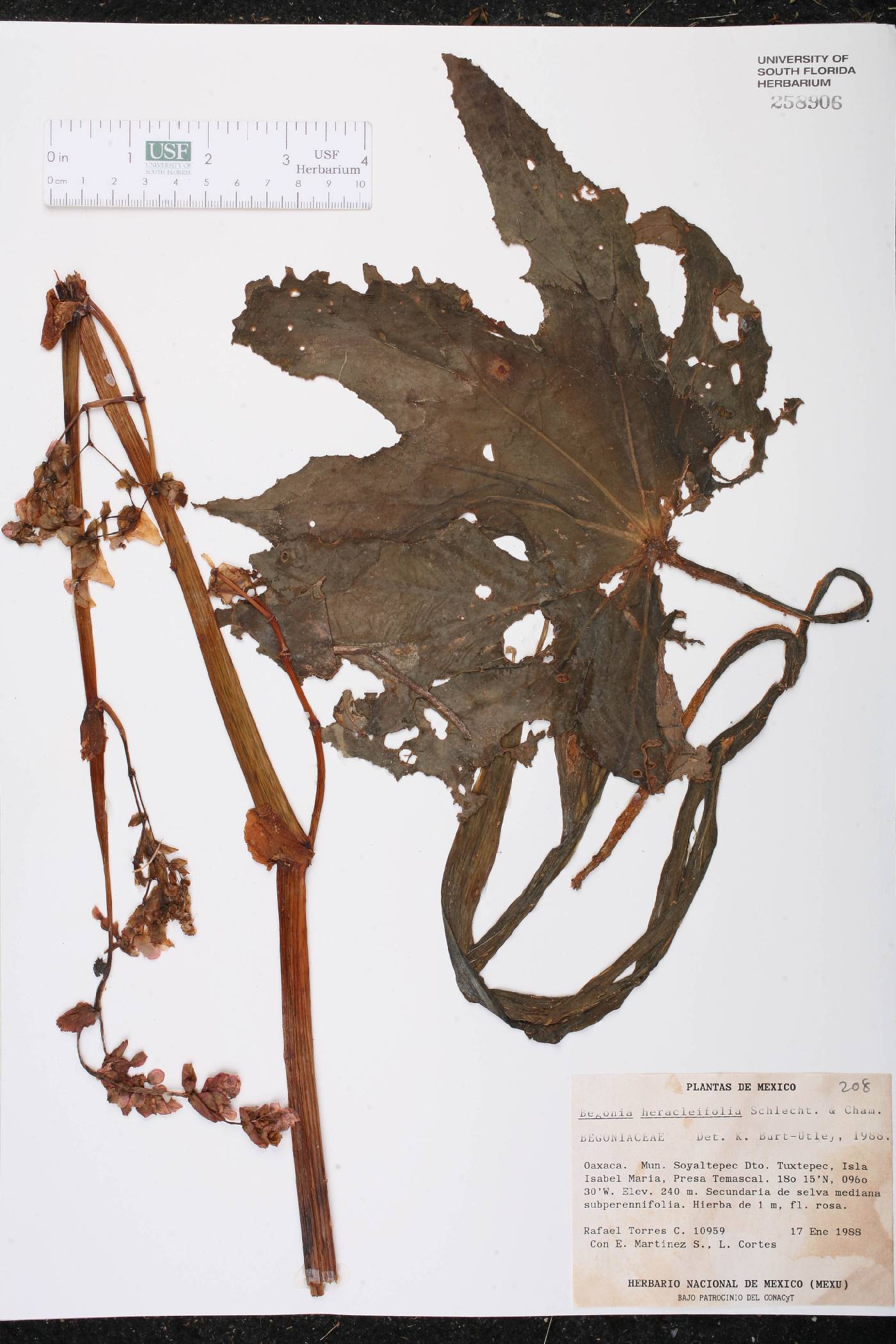 Begonia heracleifolia image