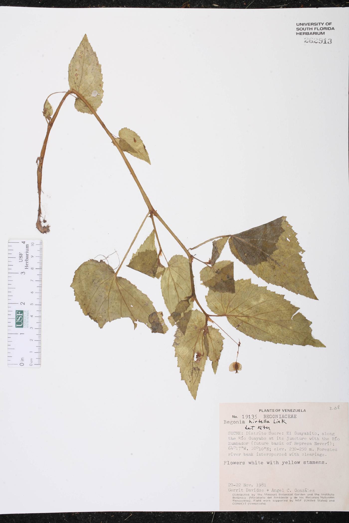 Begonia hirtella image