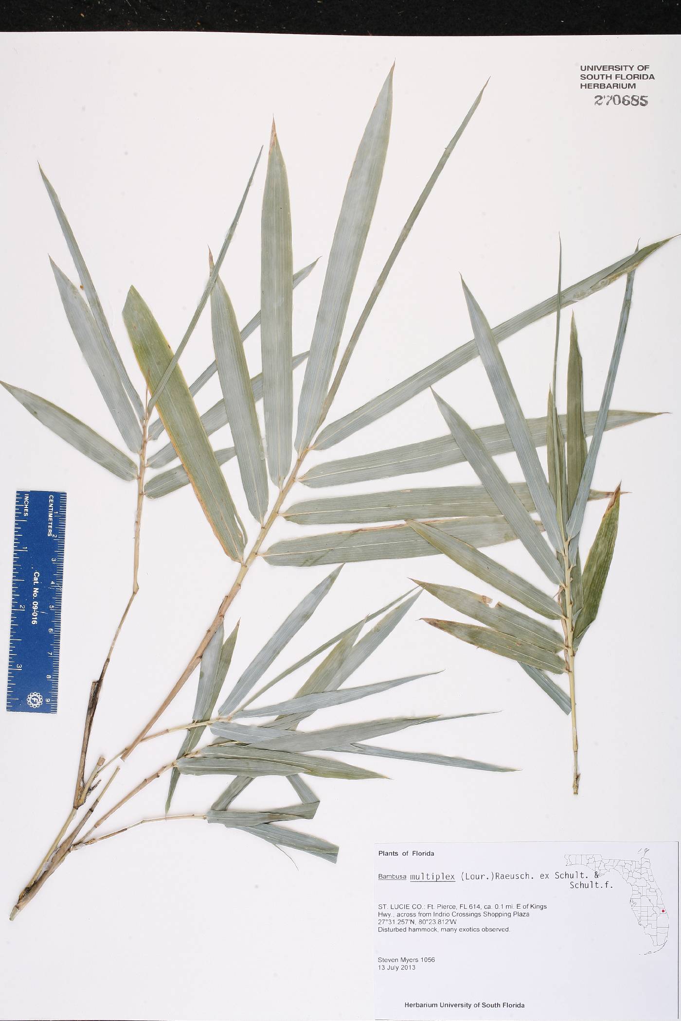 Bambusa multiplex image