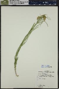 Asclepias subverticillata image