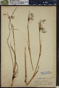 Eriophorum angustifolium image