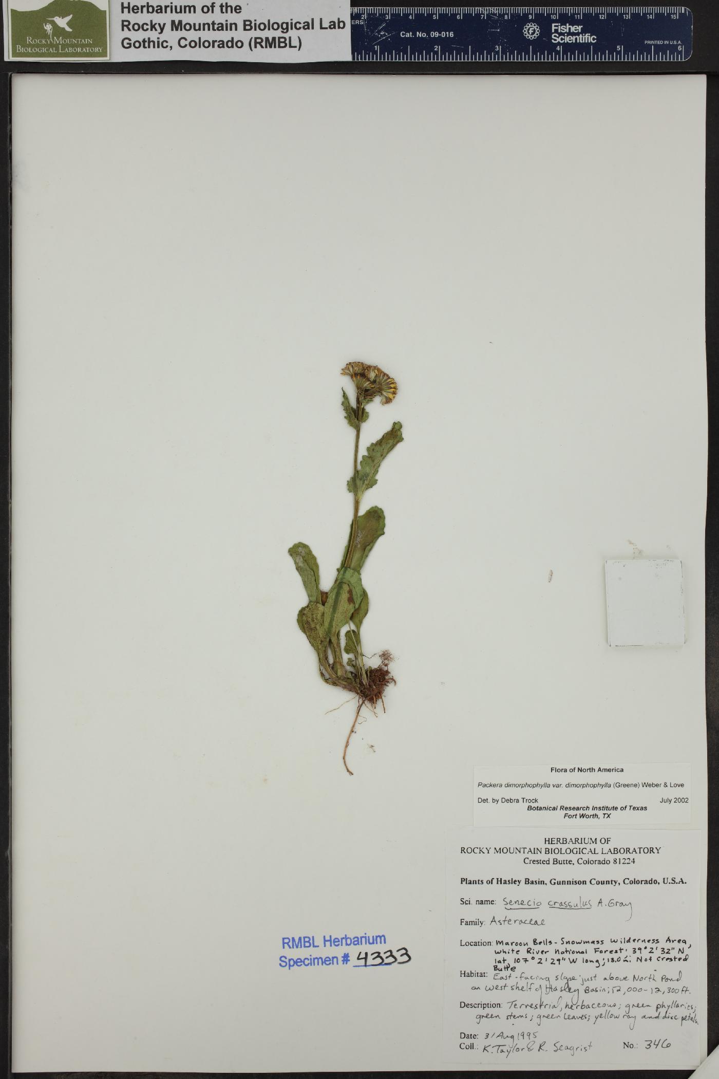 Senecio crassulus image