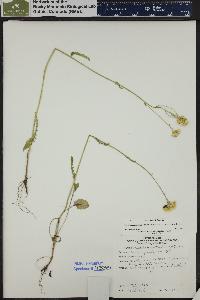 Senecio pseudaureus image