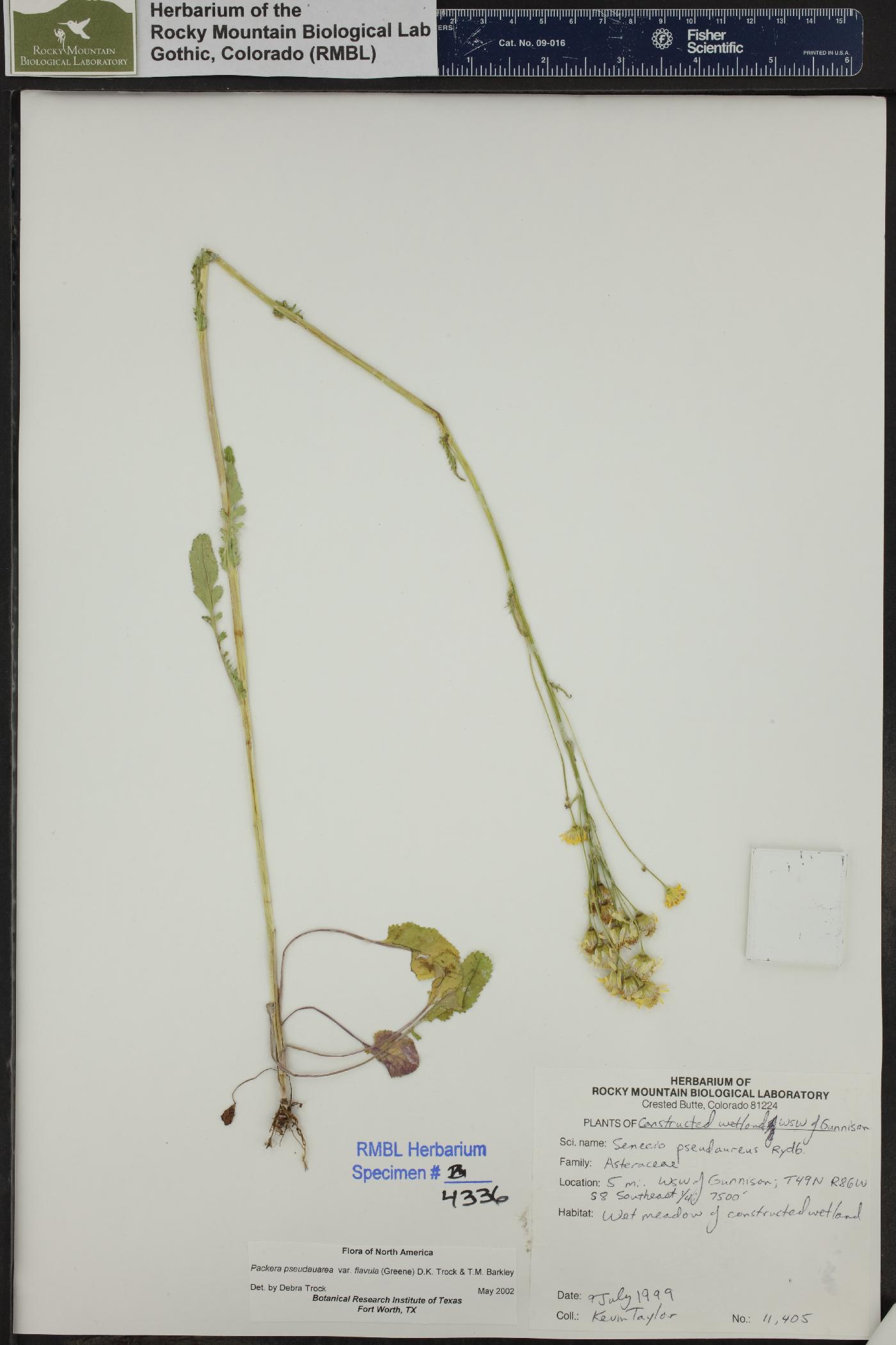 Packera pseudaurea var. flavula image
