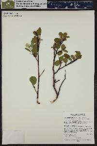 Amelanchier alnifolia image