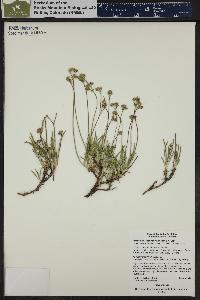 Eriogonum lonchophyllum image