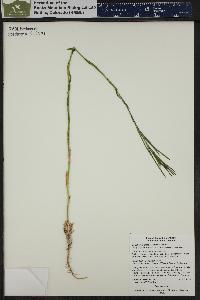 Boechera stricta image