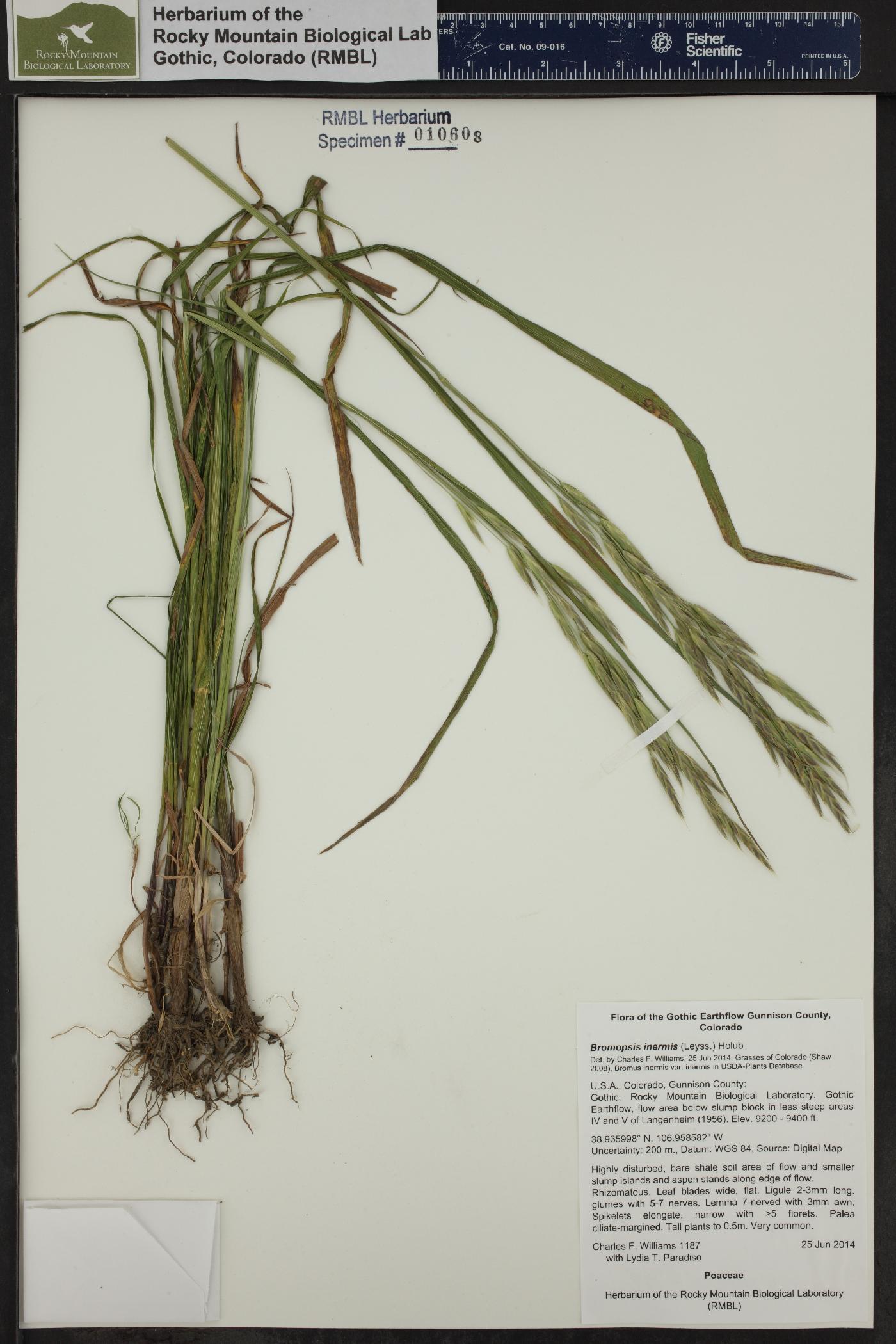 Bromus inermis var. inermis image