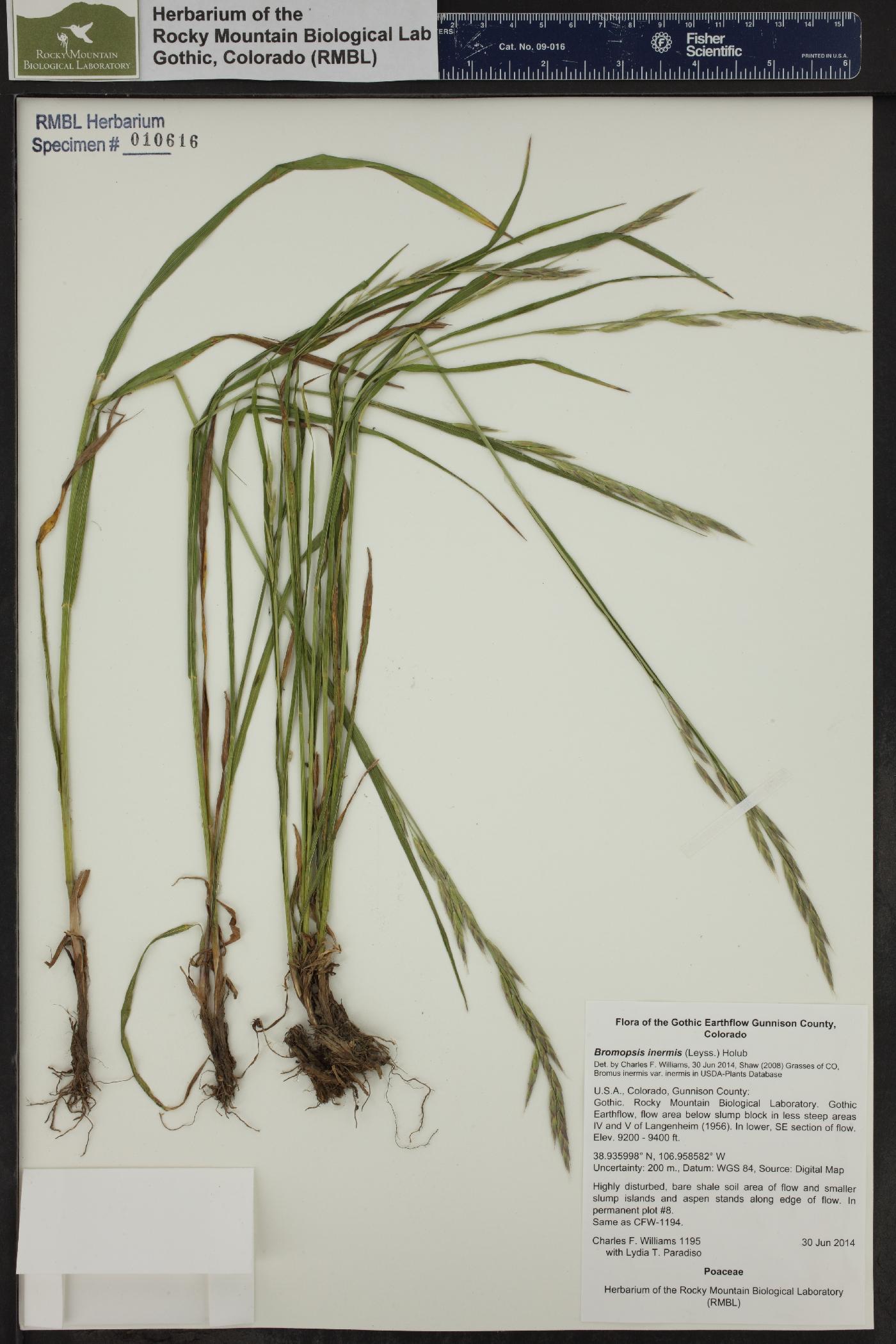 Bromus inermis var. inermis image