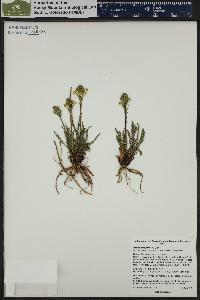 Pedicularis parryi image