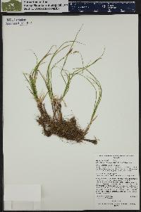 Carex siccata image