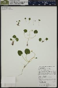 Viola macloskeyi image