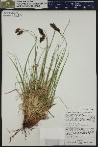 Carex chalciolepis image