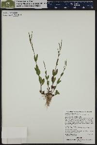 Epilobium lactiflorum image