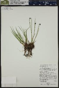 Juncus mertensianus image