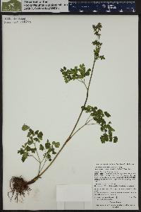 Thalictrum fendleri image