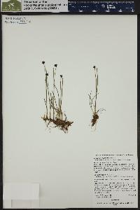 Juncus mertensianus image