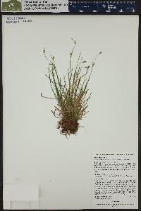 Carex capillaris image