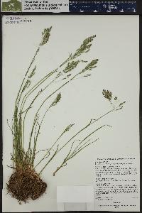 Poa glauca image