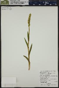 Platanthera hyperborea var. hyperborea image